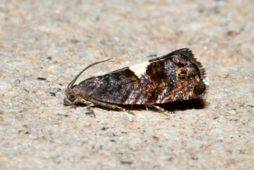 Pammene spiniana